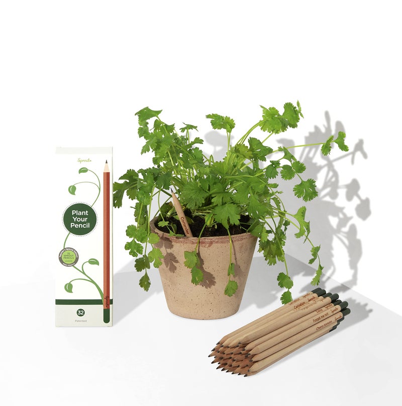Sprout Wood-Cased Pencils | Teacher's Edition | HB Pre-Sharpened Graphite Plantable Wooden Pencils with flower, Herb & Vegetable Seeds | Gift for Teachers, Creative Kids & School Students | 32 Pack - Image 5
